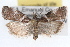  ( - RBMIS-1683)  @11 [ ] CreativeCommons - Attribution (2009) Unspecified Centre for Biodiversity Genomics