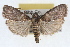  ( - RBMIS-1706)  @11 [ ] CreativeCommons - Attribution (2009) Unspecified Centre for Biodiversity Genomics