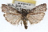  ( - RBMIS-1707)  @11 [ ] CreativeCommons - Attribution (2009) Unspecified Centre for Biodiversity Genomics