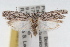  ( - RBMIS-1768)  @14 [ ] CreativeCommons - Attribution (2009) Unspecified Centre for Biodiversity Genomics
