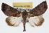  (Parachabora abydas - RBMIS-1823)  @15 [ ] CreativeCommons - Attribution (2009) Unspecified Centre for Biodiversity Genomics
