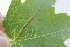  ( - FRM03386)  @11 [ ] CreativeCommons - Attribution Non-Commercial Share-Alike (2017) Greg Lamarre Institute of Entomology, Biology Centre CAS, Ceske Budejovice
