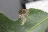  ( - FRM03346)  @11 [ ] CreativeCommons - Attribution Non-Commercial Share-Alike (2016) Greg Lamarre Institute of Entomology, Biology Centre CAS, Ceske Budejovice