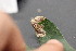 ( - FRM03585)  @11 [ ] CreativeCommons - Attribution Non-Commercial Share-Alike (2016) Greg Lamarre Institute of Entomology, Biology Centre CAS, Ceske Budejovice