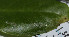  ( - SLM00170-A)  @11 [ ] CreativeCommons - Attribution Non-Commercial Share-Alike (2016) Greg Lamarre Institute of Entomology, Biology Centre CAS, Ceske Budejovice