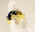 (Mesopolobus fasciiventris - ZMUO.026973)  @13 [ ] CreativeCommons - Attribution Non-Commercial (2016) Marko Mutanen University of Oulu