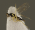  ( - ZMUO.026996)  @12 [ ] CreativeCommons - Attribution Non-Commercial (2016) Marko Mutanen University of Oulu