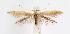  (Coleophora duplicis group - CNCLEP00010404)  @15 [ ] CreativeCommons - Attribution Non-Commercial Share-Alike (2007) Unspecified Canadian National Collection