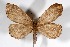  (Nephodia crata - USNM ENT 01920684)  @11 [ ] Unspecified (default): All Rights Reserved  Unspecified Unspecified