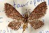  (Eupithecia staurophragma - USNM ENT 01920693)  @11 [ ] Unspecified (default): All Rights Reserved  Unspecified Unspecified