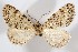  ( - AMNH_IZC 00197305)  @11 [ ] Unspecified (default): All Rights Reserved  Unspecified Unspecified