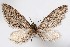  ( - AMNH_IZC 00197311)  @11 [ ] Unspecified (default): All Rights Reserved  Unspecified Unspecified
