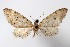 ( - AMNH_IZC 00197312)  @11 [ ] Unspecified (default): All Rights Reserved  Unspecified Unspecified