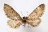  ( - AMNH_IZC 00197313)  @11 [ ] Unspecified (default): All Rights Reserved  Unspecified Unspecified