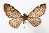  (Eupithecia vicksburgi - AMNH_IZC 00197316)  @11 [ ] Unspecified (default): All Rights Reserved  Unspecified Unspecified