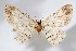 ( - AMNH_IZC 00197335)  @11 [ ] Unspecified (default): All Rights Reserved  Unspecified Unspecified