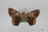  (Argyrotome tenebrosa - USNM ENT 02001365)  @11 [ ] Unspecified (default): All Rights Reserved  Unspecified Unspecified