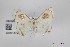  (Argyrotome sp - USNM ENT 02001372)  @11 [ ] Unspecified (default): All Rights Reserved  Unspecified Unspecified
