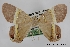  (Phrygionis bicornis - USNM ENT 02001378)  @11 [ ] Unspecified (default): All Rights Reserved  Unspecified Unspecified