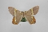  ( - USNM ENT 02001381)  @11 [ ] Unspecified (default): All Rights Reserved  Unspecified Unspecified