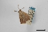  (Phrygionis ochrilineis - USNM ENT 02001384)  @11 [ ] Unspecified (default): All Rights Reserved  Unspecified Unspecified