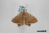  (Phrygionis sumptuosaria - USNM ENT 02001386)  @11 [ ] Unspecified (default): All Rights Reserved  Unspecified Unspecified