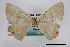  (Phrygionis rawlinsi - USNM ENT 02001407)  @11 [ ] Unspecified (default): All Rights Reserved  Unspecified Unspecified
