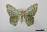  (Chloroglyphica - USNM ENT 02004383)  @11 [ ] Unspecified (default): All Rights Reserved  Unspecified Unspecified
