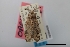  ( - USNM ENT 02004402)  @11 [ ] Unspecified (default): All Rights Reserved  Unspecified Unspecified