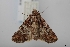  (Omphalestra mesogaluca - USNM ENT 02004418)  @11 [ ] Unspecified (default): All Rights Reserved  Unspecified Unspecified