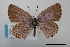  (Everes amyntula - USNM ENT 02004439)  @11 [ ] Unspecified (default): All Rights Reserved  Unspecified Unspecified