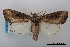  (Omphalestra semifusca - USNM ENT 02004538)  @11 [ ] Unspecified (default): All Rights Reserved  Unspecified Unspecified