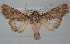  ( - USNM ENT 00142291)  @11 [ ] CreativeCommons - Attribution Non-Commercial Share-Alike (2013) Michael Pogue National Museum of Natural History, Smithsonian Institution