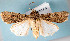  (Agrotis experta - USNM ENT 00148700)  @15 [ ] CreativeCommons - Attribution Non-Commercial Share-Alike (2013) Michael Pogue National Museum of Natural History, Smithsonian Institution