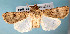  ( - USNM ENT 00148701)  @14 [ ] CreativeCommons - Attribution Non-Commercial Share-Alike (2013) Michael Pogue National Museum of Natural History, Smithsonian Institution