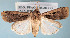  ( - USNM ENT 00148702)  @14 [ ] CreativeCommons - Attribution Non-Commercial Share-Alike (2013) Michael Pogue National Museum of Natural History, Smithsonian Institution