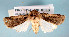  ( - USNM ENT 00148703)  @13 [ ] CreativeCommons - Attribution Non-Commercial Share-Alike (2013) Michael Pogue National Museum of Natural History, Smithsonian Institution