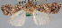  ( - USNM ENT 00148723)  @11 [ ] CreativeCommons - Attribution Non-Commercial Share-Alike (2013) Michael Pogue National Museum of Natural History, Smithsonian Institution