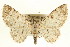  ( - CCDB-20271-A02)  @15 [ ] CreativeCommons - Attribution (2013) CBG Photography Group Centre for Biodiversity Genomics