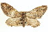  ( - CCDB-20271-B07)  @14 [ ] CreativeCommons - Attribution (2013) CBG Photography Group Centre for Biodiversity Genomics