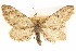  ( - CCDB-20271-B11)  @11 [ ] CreativeCommons - Attribution (2013) CBG Photography Group Centre for Biodiversity Genomics