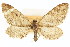  ( - CCDB-20271-B12)  @11 [ ] CreativeCommons - Attribution (2013) CBG Photography Group Centre for Biodiversity Genomics