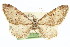  ( - CCDB-20271-D03)  @11 [ ] CreativeCommons - Attribution (2013) CBG Photography Group Centre for Biodiversity Genomics