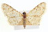  (Prorella albida - CCDB-20271-F11)  @11 [ ] CreativeCommons - Attribution (2013) CBG Photography Group Centre for Biodiversity Genomics