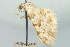  ( - CCDB-20271-G06)  @11 [ ] CreativeCommons - Attribution (2013) CBG Photography Group Centre for Biodiversity Genomics