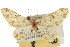  (Prorella tremorata - CCDB-20271-G08)  @11 [ ] CreativeCommons - Attribution (2013) CBG Photography Group Centre for Biodiversity Genomics