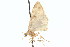  (Prorella remorata - CCDB-20271-G10)  @11 [ ] CreativeCommons - Attribution (2013) CBG Photography Group Centre for Biodiversity Genomics