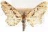  (Prorella desperata - CCDB-20271-H02)  @11 [ ] CreativeCommons - Attribution (2013) CBG Photography Group Centre for Biodiversity Genomics