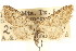  (Prorella protoptata - CCDB-20271-H08)  @11 [ ] CreativeCommons - Attribution (2013) CBG Photography Group Centre for Biodiversity Genomics