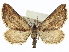  (Horisme - CCDB-20272-A01)  @15 [ ] CreativeCommons - Attribution (2013) CBG Photography Group Centre for Biodiversity Genomics